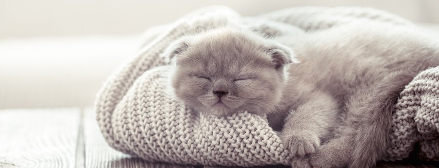 飼い主のセーターの上で眠る子猫