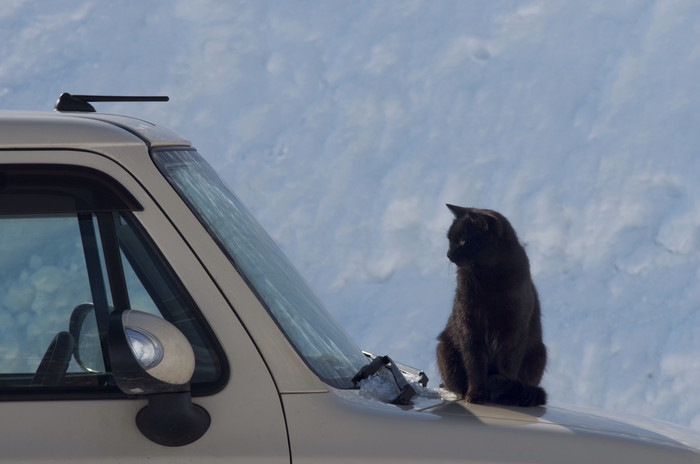 車の上の黒猫