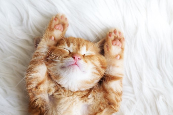 両手を伸ばして仰向けで眠る可愛すぎる茶トラの子猫