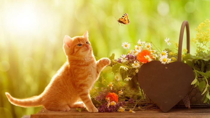 蝶を見ている子猫