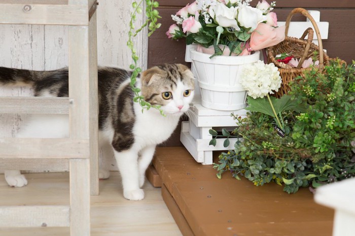 部屋に飾られた花と歩く猫