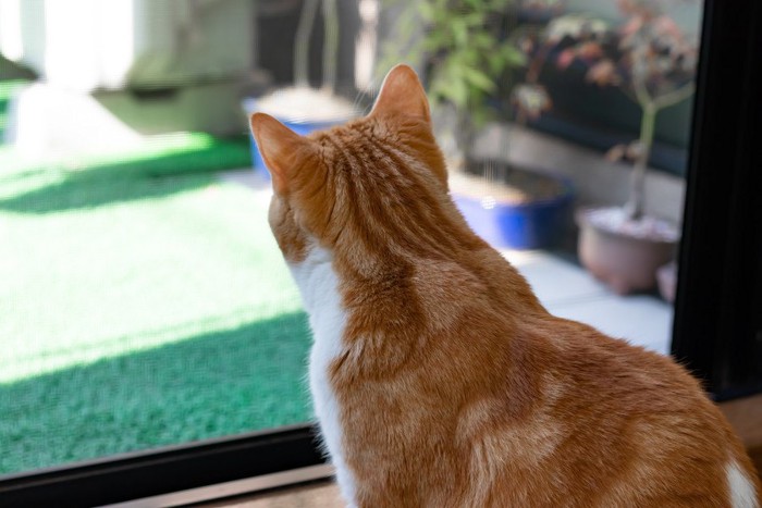 窓を見つめる猫の後ろ姿