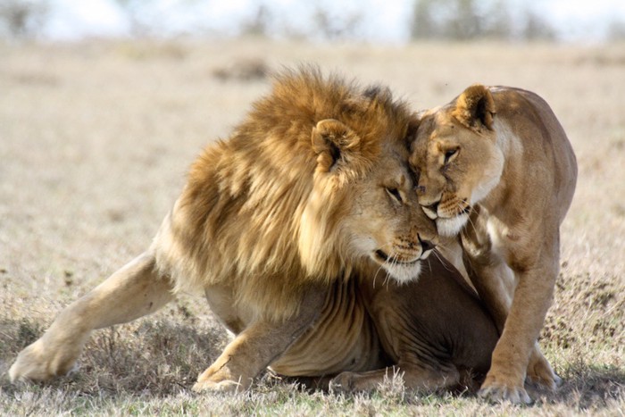 寄り添うライオンのカップル