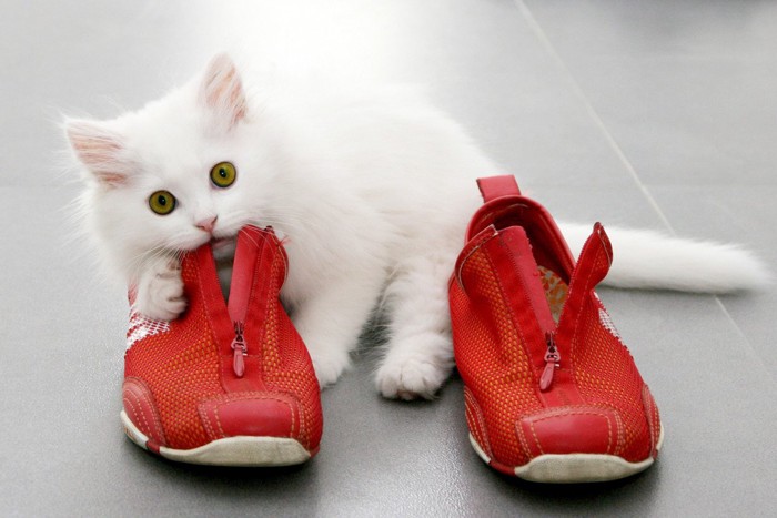 靴で遊ぶ猫