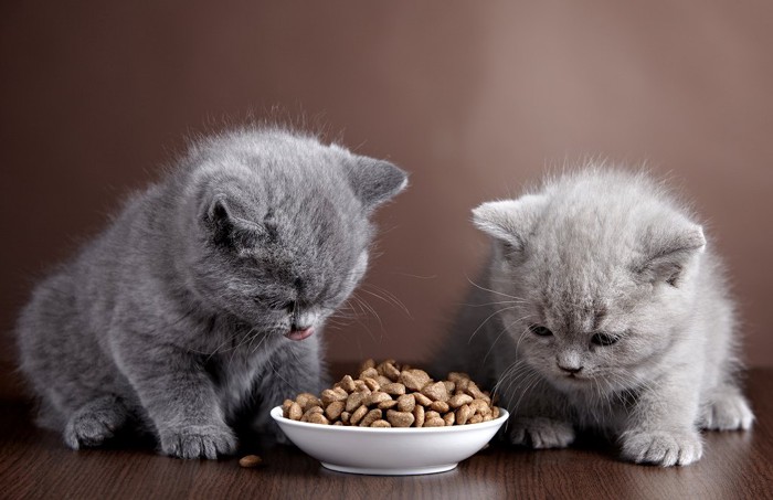 ドライフードを食べる2匹の子猫