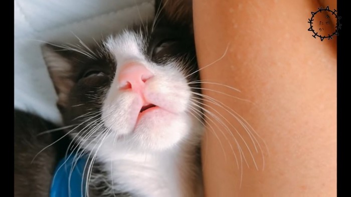 口を開けて寝る猫
