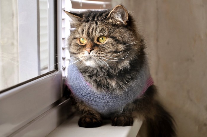 セーターを着ている猫