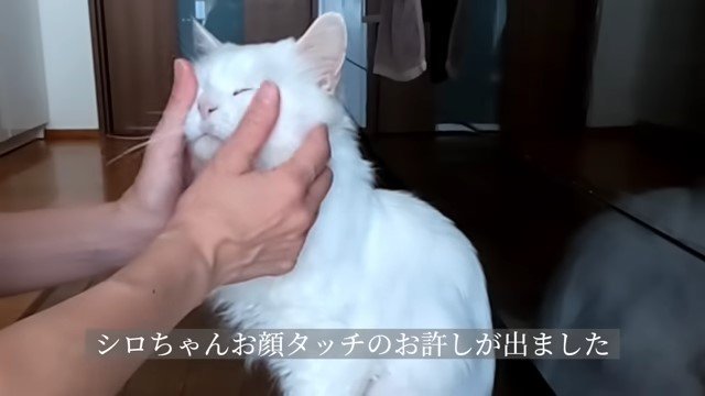 両手で猫の顔を撫でる人