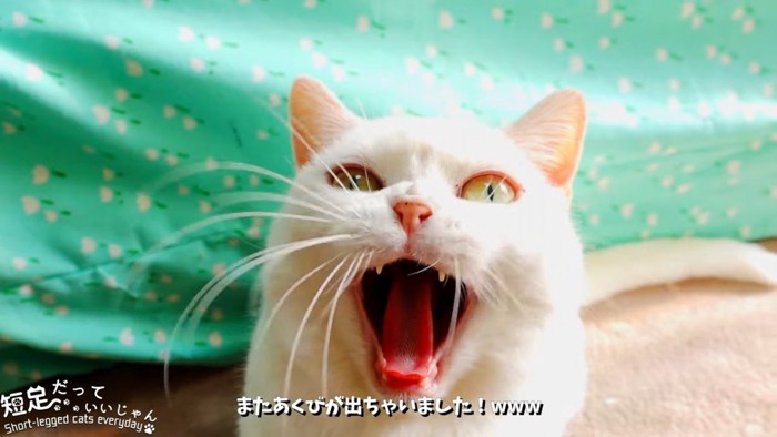 あくびをする猫の顔