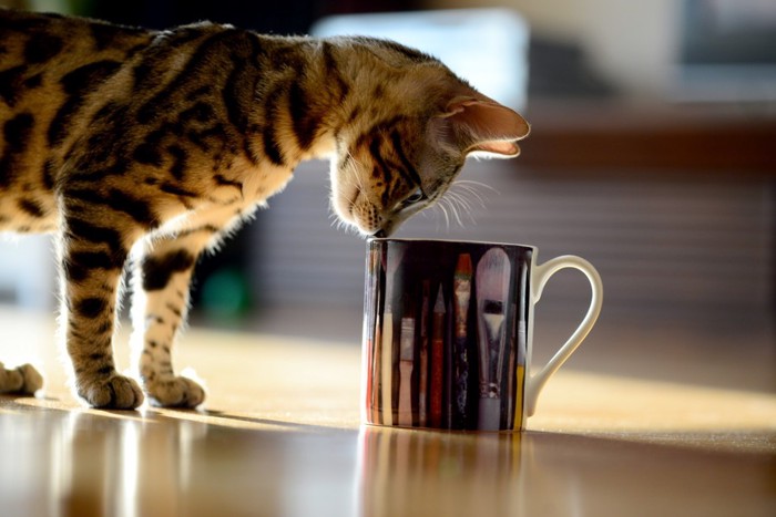 マグカップを覗く猫の写真