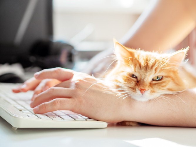 パソコン作業を邪魔する猫