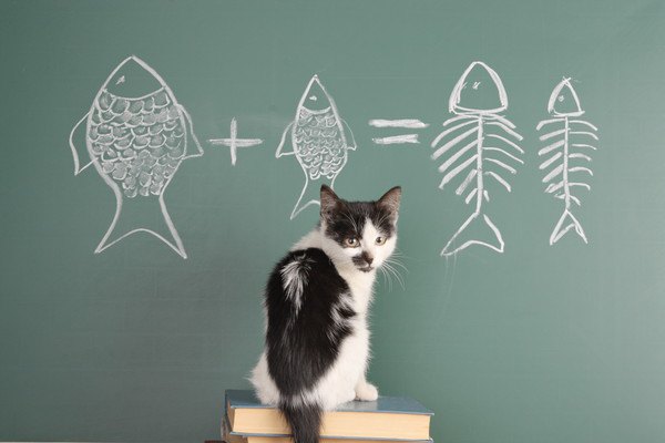 猫と魚の数学