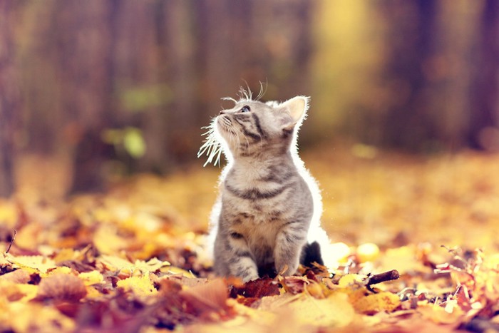 落ち葉の上に座る子猫