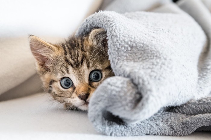 毛布にくるまれている子猫