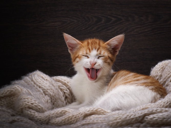毛布の上であくびをする子猫