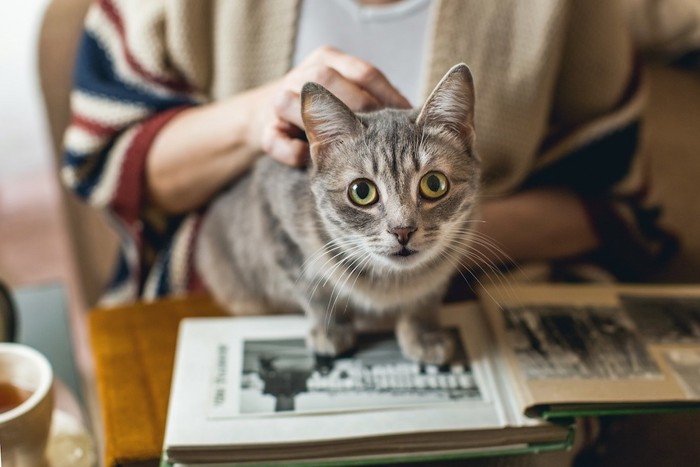 飼い主の読む本の上に乗る猫