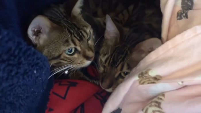 毛布の中にいる2匹の猫