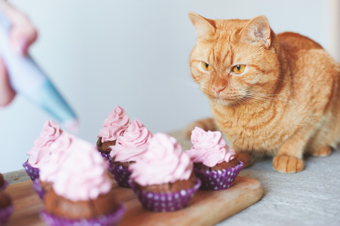 デザートを見つめる猫