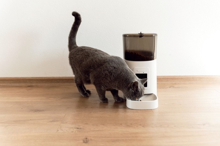 自動給餌器から食べる猫