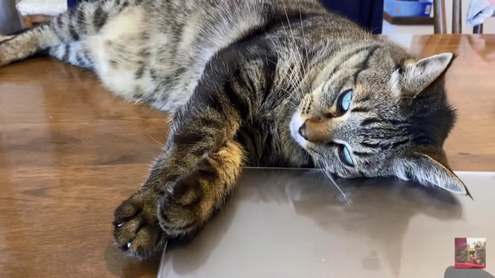 PCを閉じて満足そうな猫