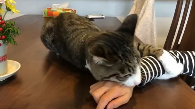女の子の腕を抱える猫
