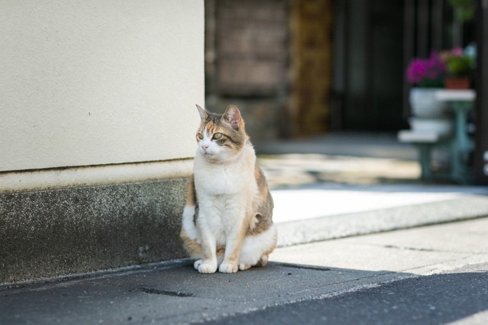 家の前で遠くを見つめる猫