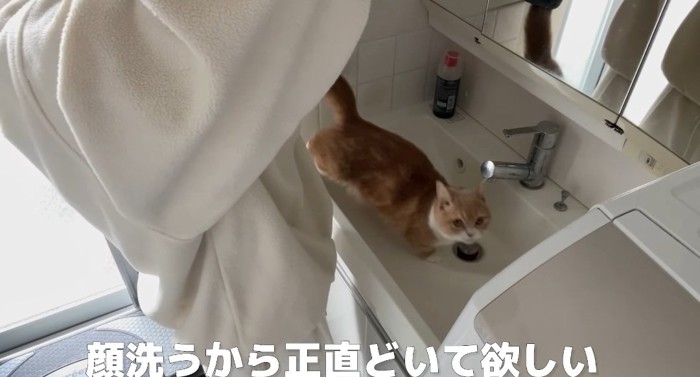 洗面台の猫
