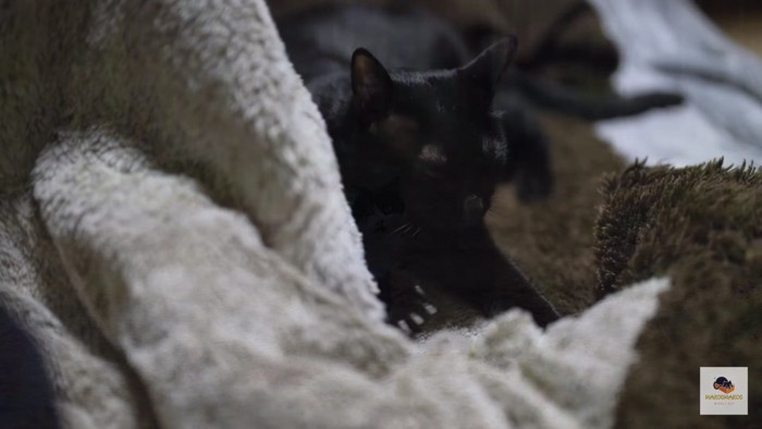 毛布と黒猫、右向き