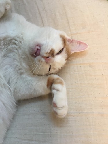 牙を出して眠る猫