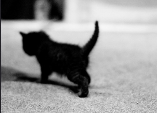 小さい体の黒猫がかわいい
