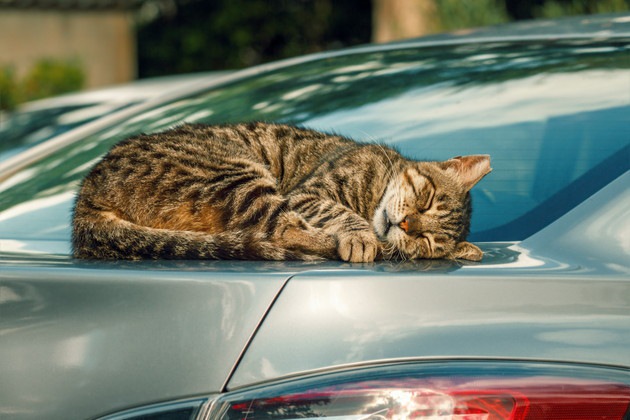 車の上に寝そべっている猫