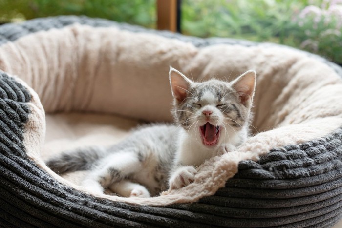 猫ベッドであくびをしている子猫
