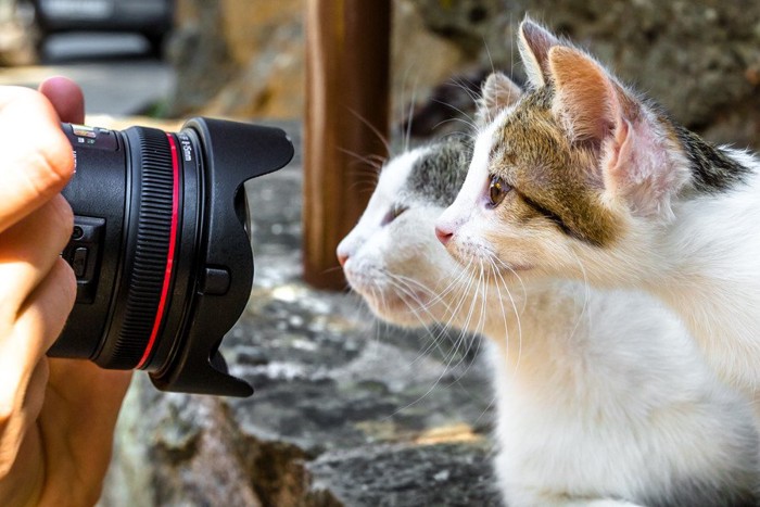 カメラと横向き猫