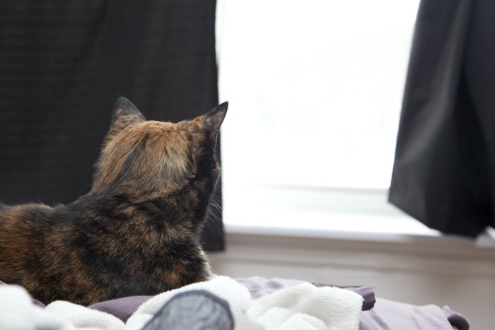 窓の外を見つめる猫の後ろ姿