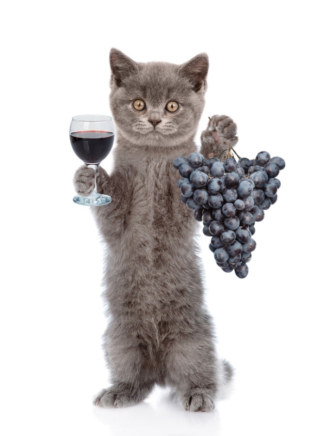 ぶどうとワインを持つ猫