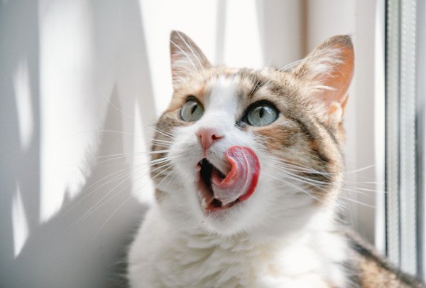 舌をペロンとする猫