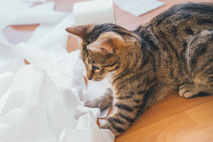 紙をいたずらする猫