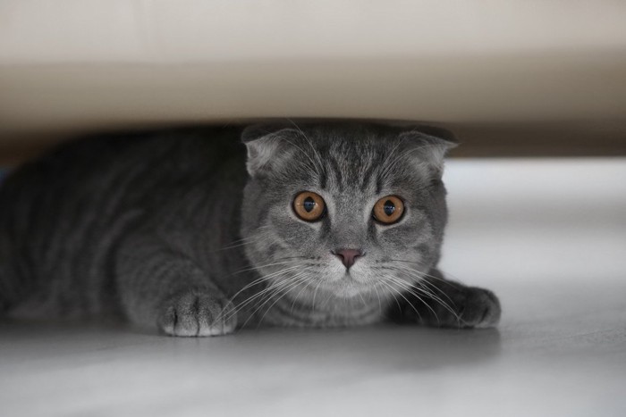 物の下に隠れている猫