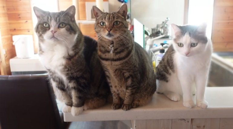 カメラ目線の3匹の猫