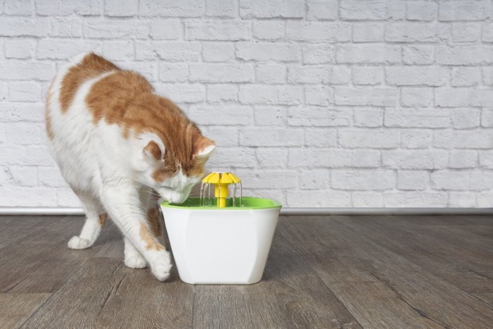 自動給水器から飲む猫