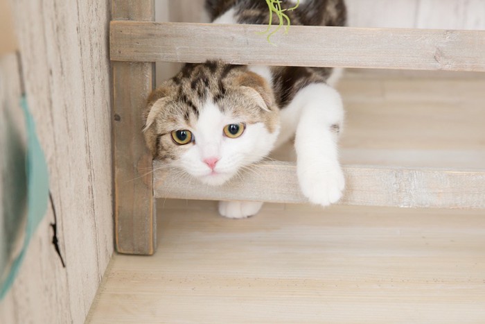 家具の隙間から顔を出す猫