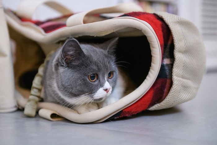 ルートートのバッグの中でくつろぐ猫