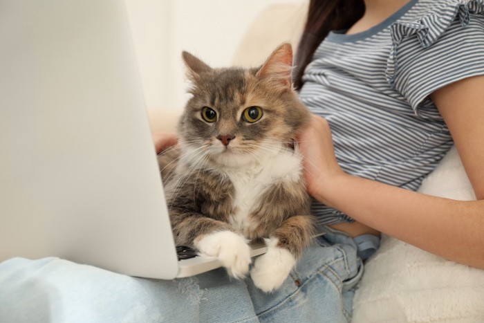 ノートPCの上に居座る猫