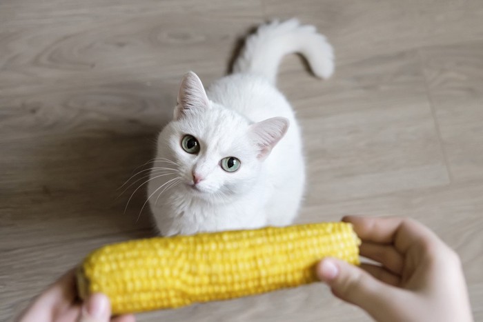 トウモロコシと猫