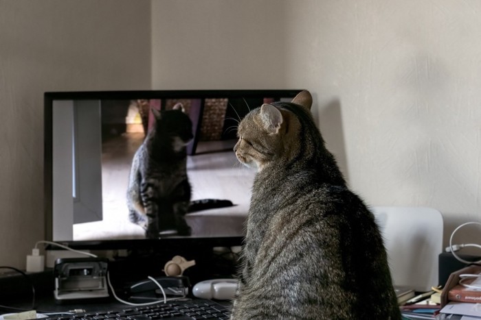 テレビを見つめる猫