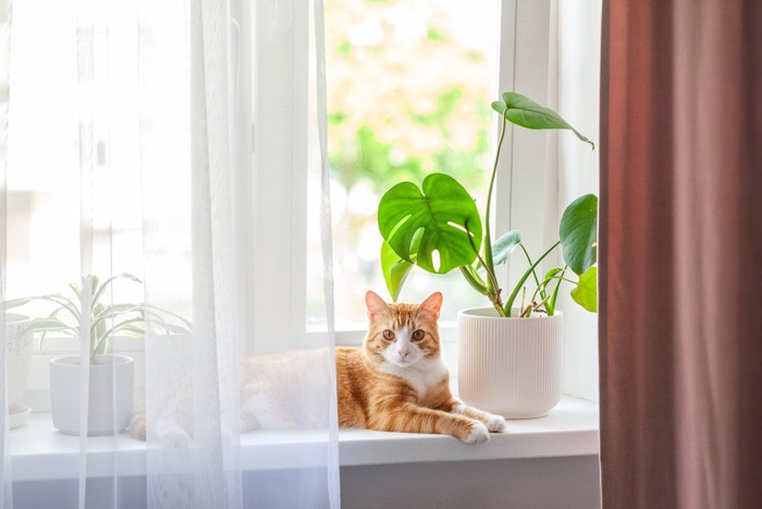 窓辺に佇む猫