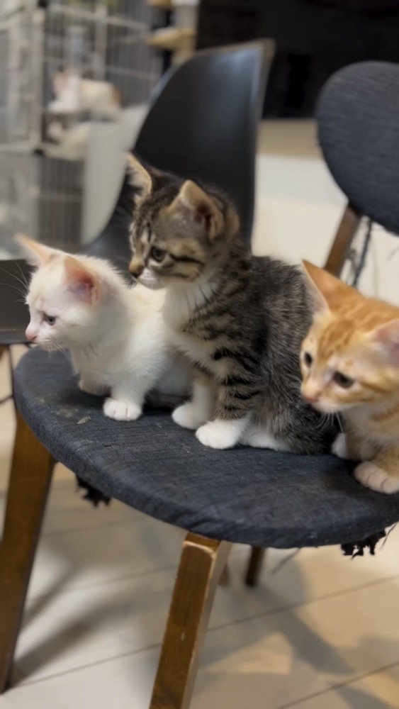 椅子に座る3匹の仔猫