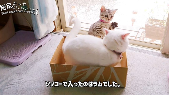 箱の中に入る猫と前足を上げる子猫