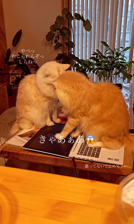 パソコン画面を見つめる猫たち