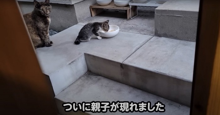 ご飯を食べる子猫のそばでカメラを見ている母猫